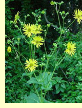 Сильфия пронзеннолистная (Silphium perfoliatum L.) Сильфия пронзеннолистная (Silphium perfoliatum L.)